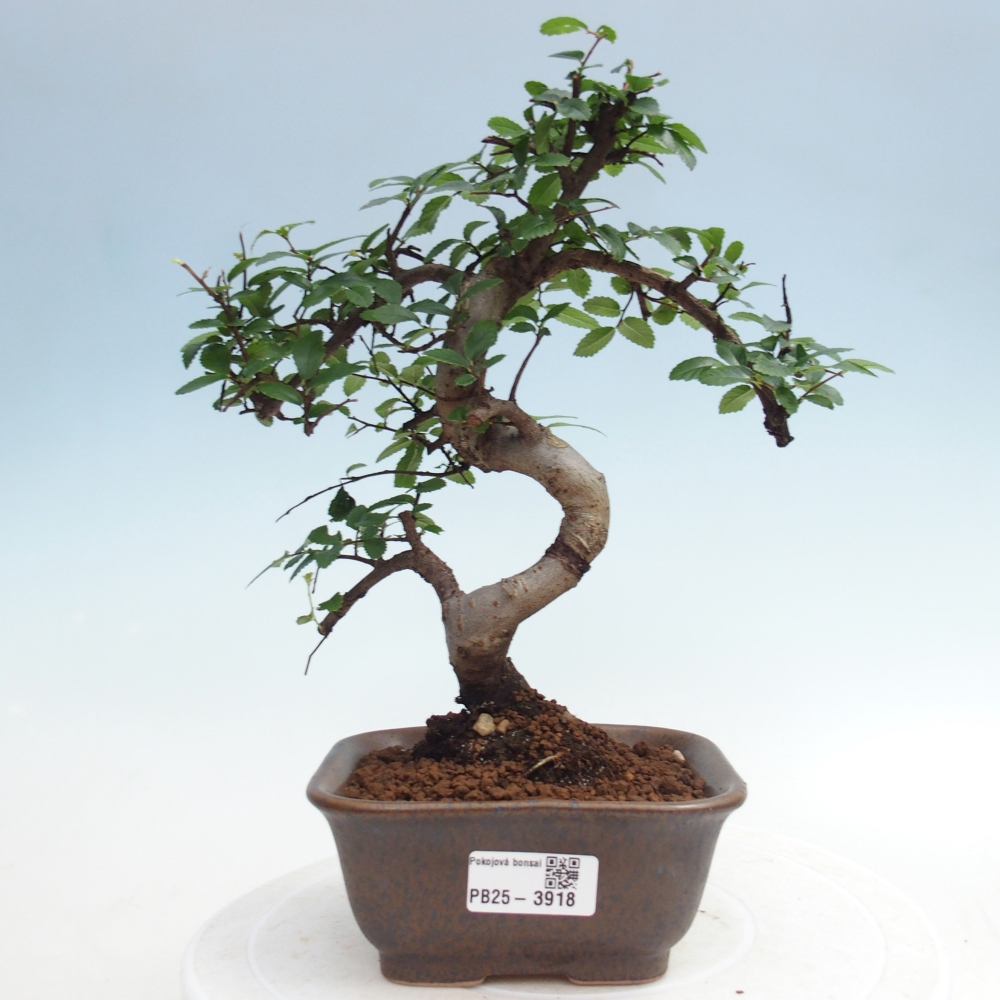 Room bonsai - Ulmus parvifolia - Small-leaved elm