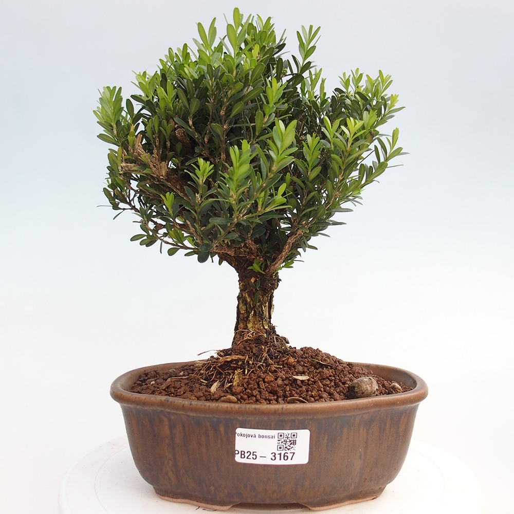 Indoor bonsai - Buxus harlandii - Cork boxwood