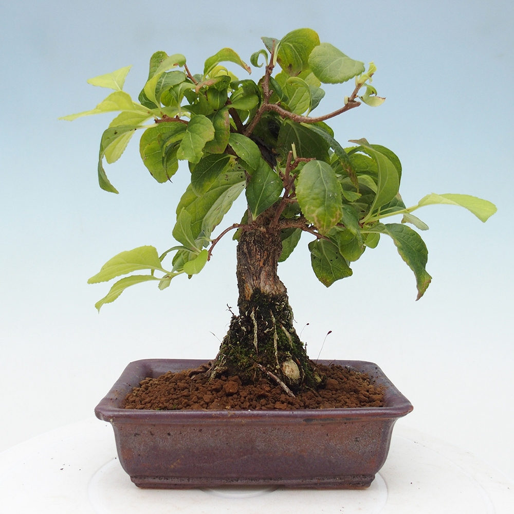 Outdoor bonsai - Celastrus Jesenec