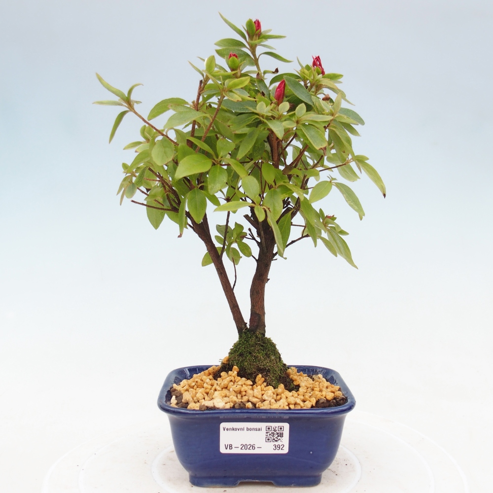 Outdoor bonsai - Japanese azalea - Azalea sp.