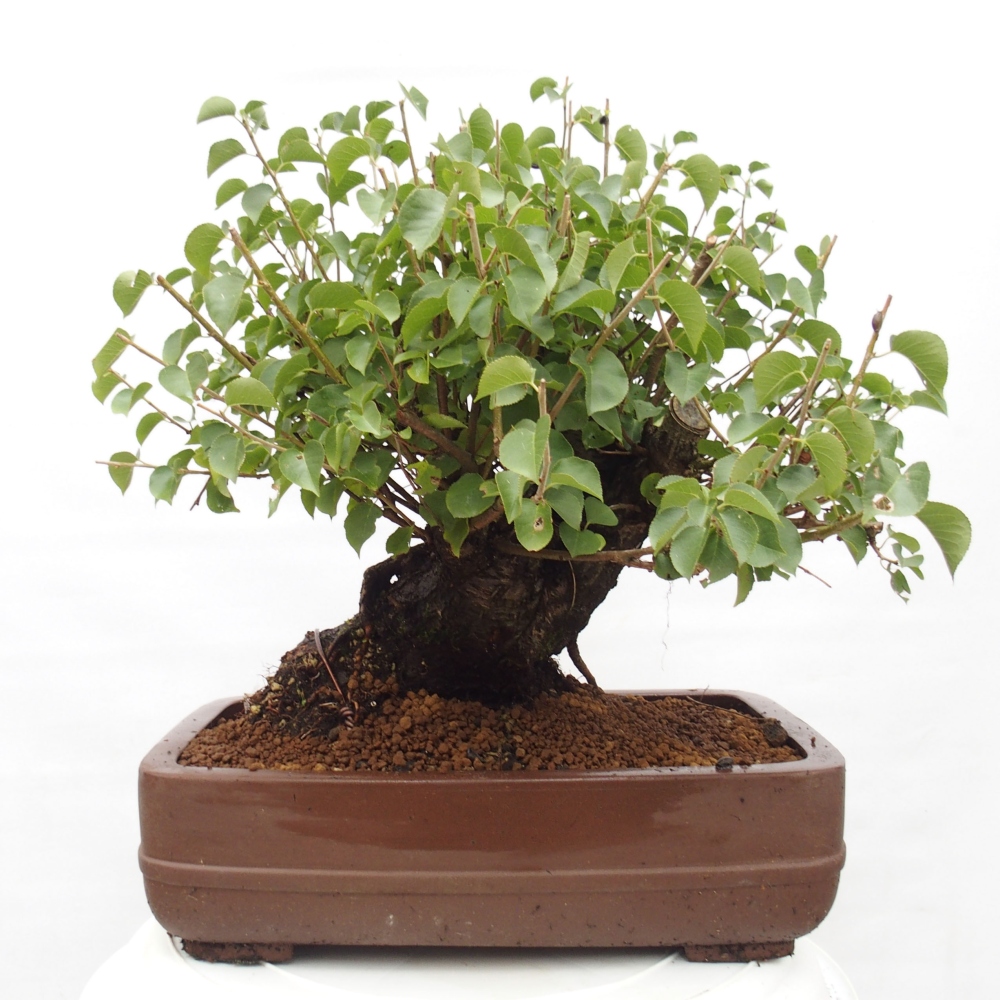 Outdoor bonsai - Mahalebka - Prunus mahaleb