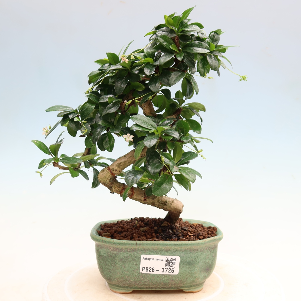 Room bonsai - Carmona macrophylla - Tea fuki