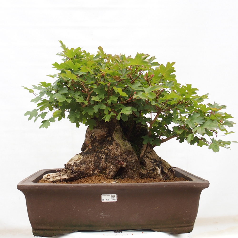 Outdoor bonsai - French Maple - Acer Nonspessulanum