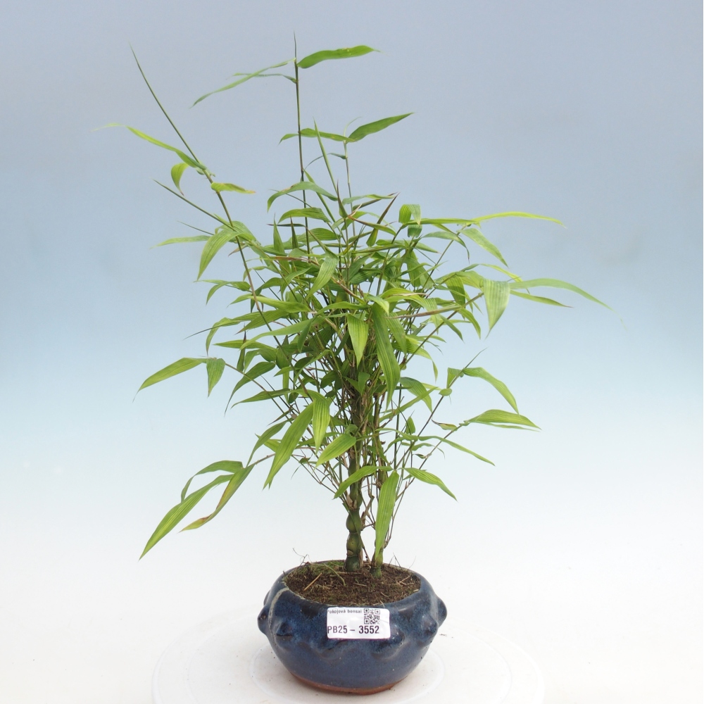 Room bonsai - Bamboo budha-Bamboo budha belly