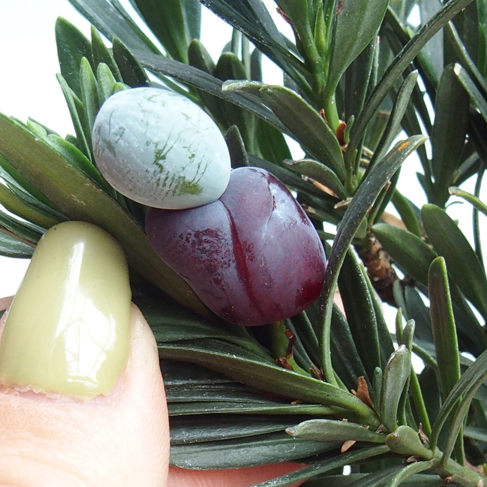 Indoor bonsai - Podocarpus - Stone thous