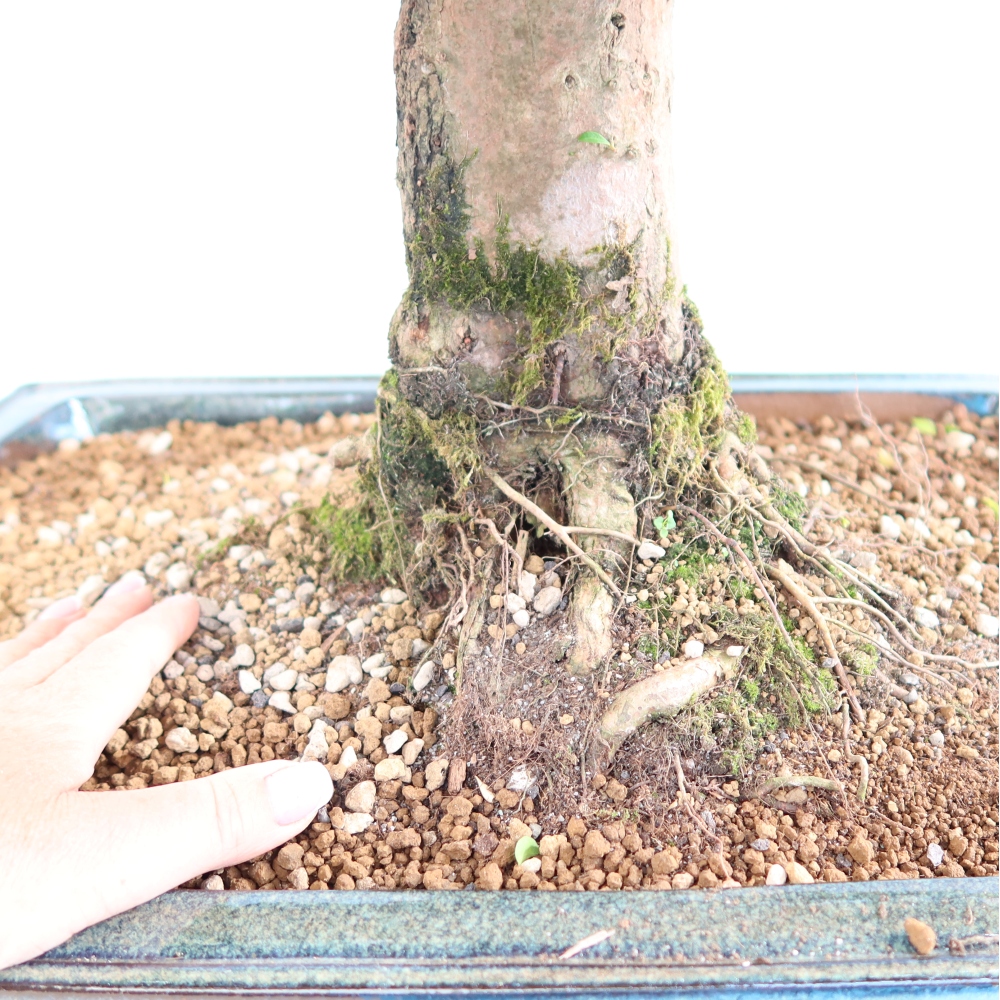Room bonsai - Australian Cherry - Eugenia uniflora