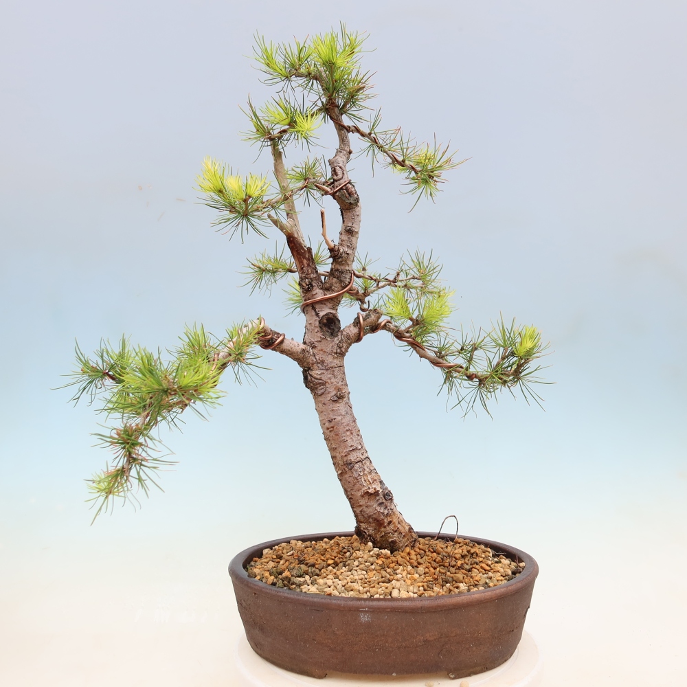 Outdoor bonsai -Larix decidua - Larch