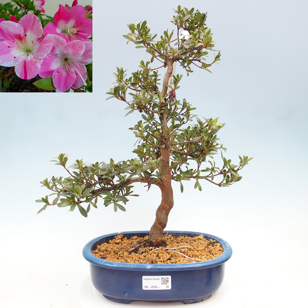 Outdoor bonsai - Japanese Azalea - Azalea Reiko