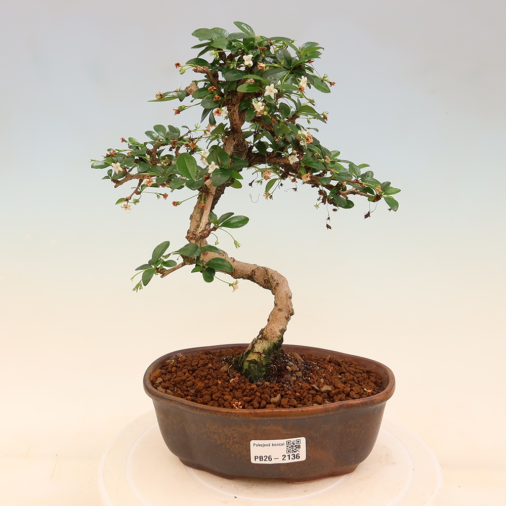 Room bonsai - Carmona macrophylla - Tea fuki