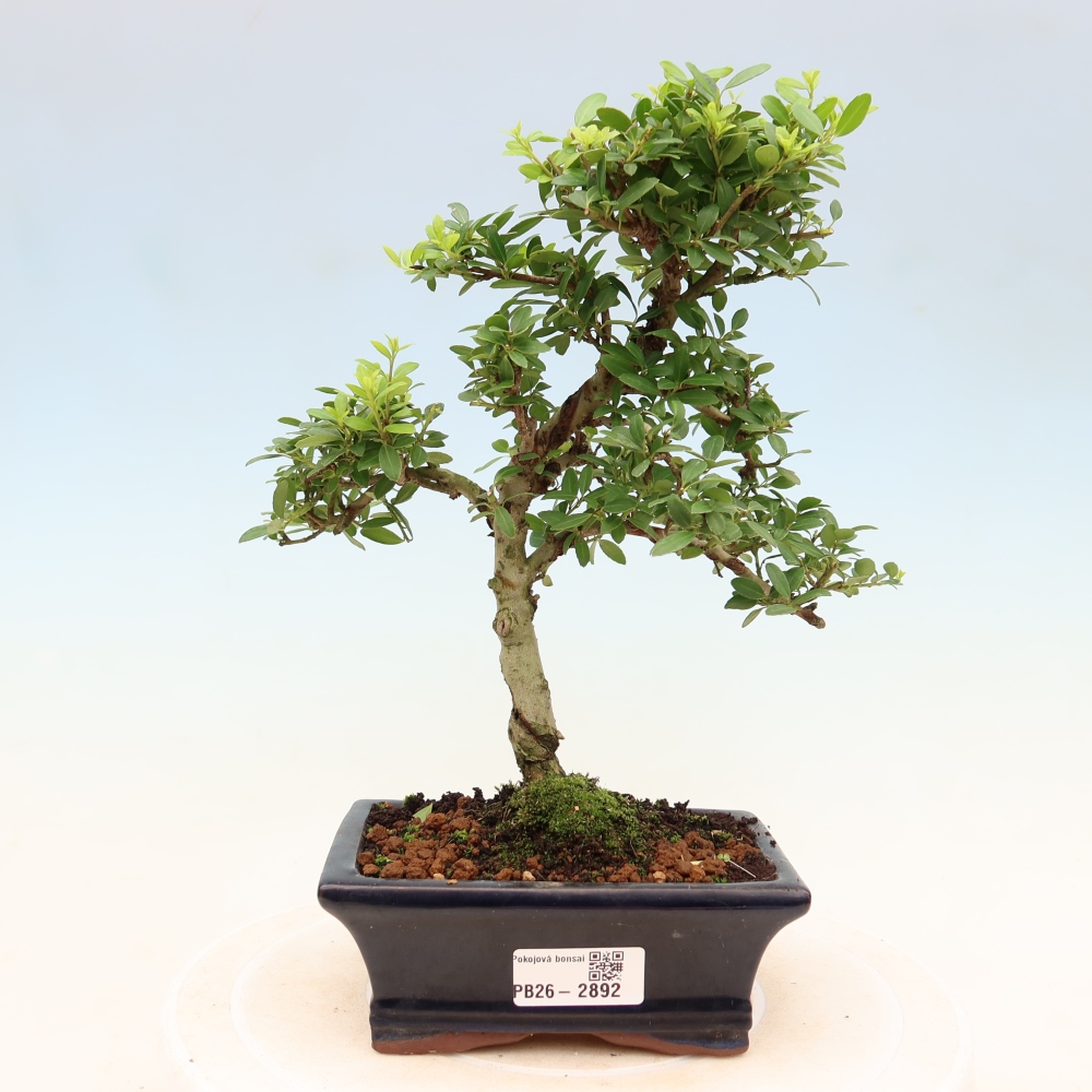 Room bonsai - Ilex crenata - Holly