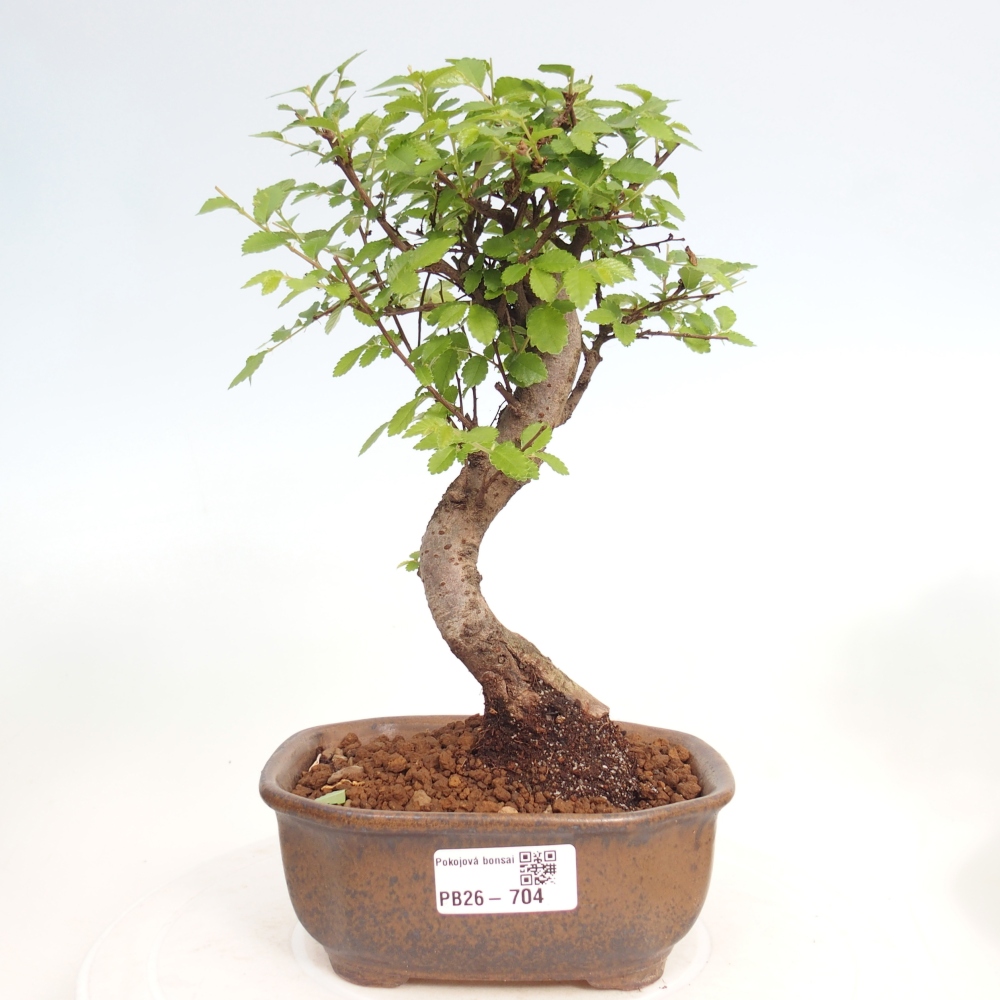 Room bonsai - Ulmus parvifolia - Small-leaved elm