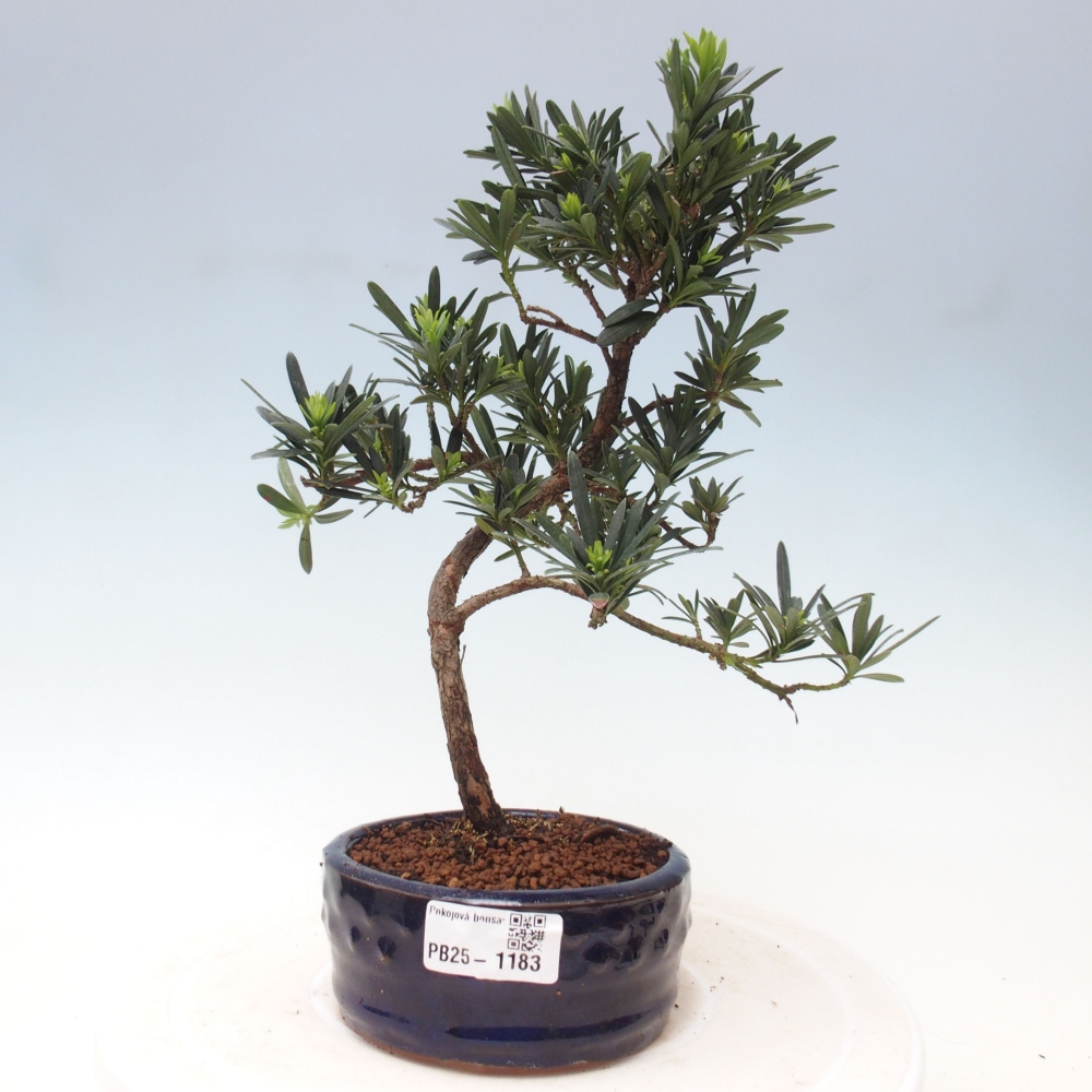 Indoor bonsai - Podocarpus - Stone thous