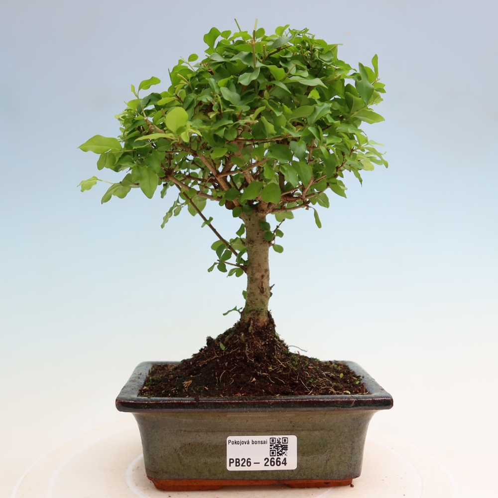 Room bonsai -Ligustrum chinensis - Birds Beak