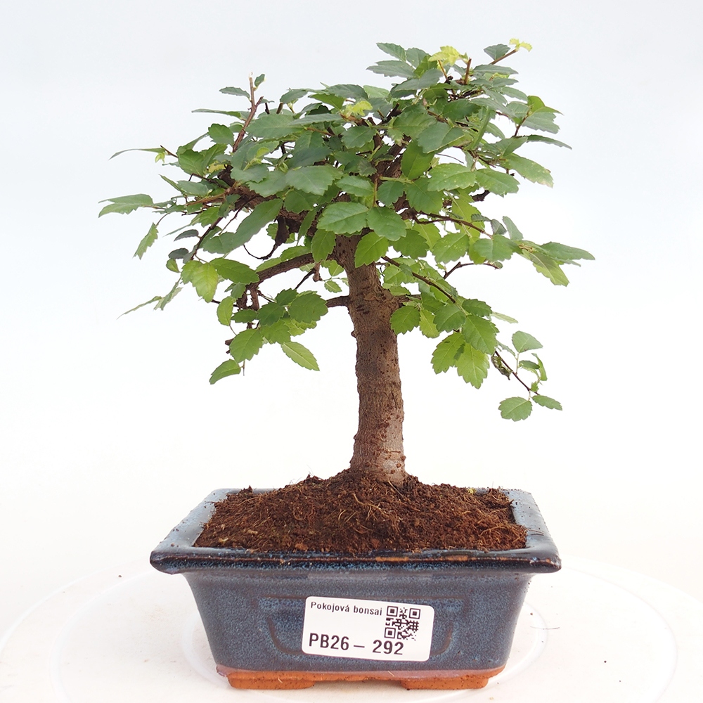 Room bonsai - Ulmus parvifolia - Small-leaved elm