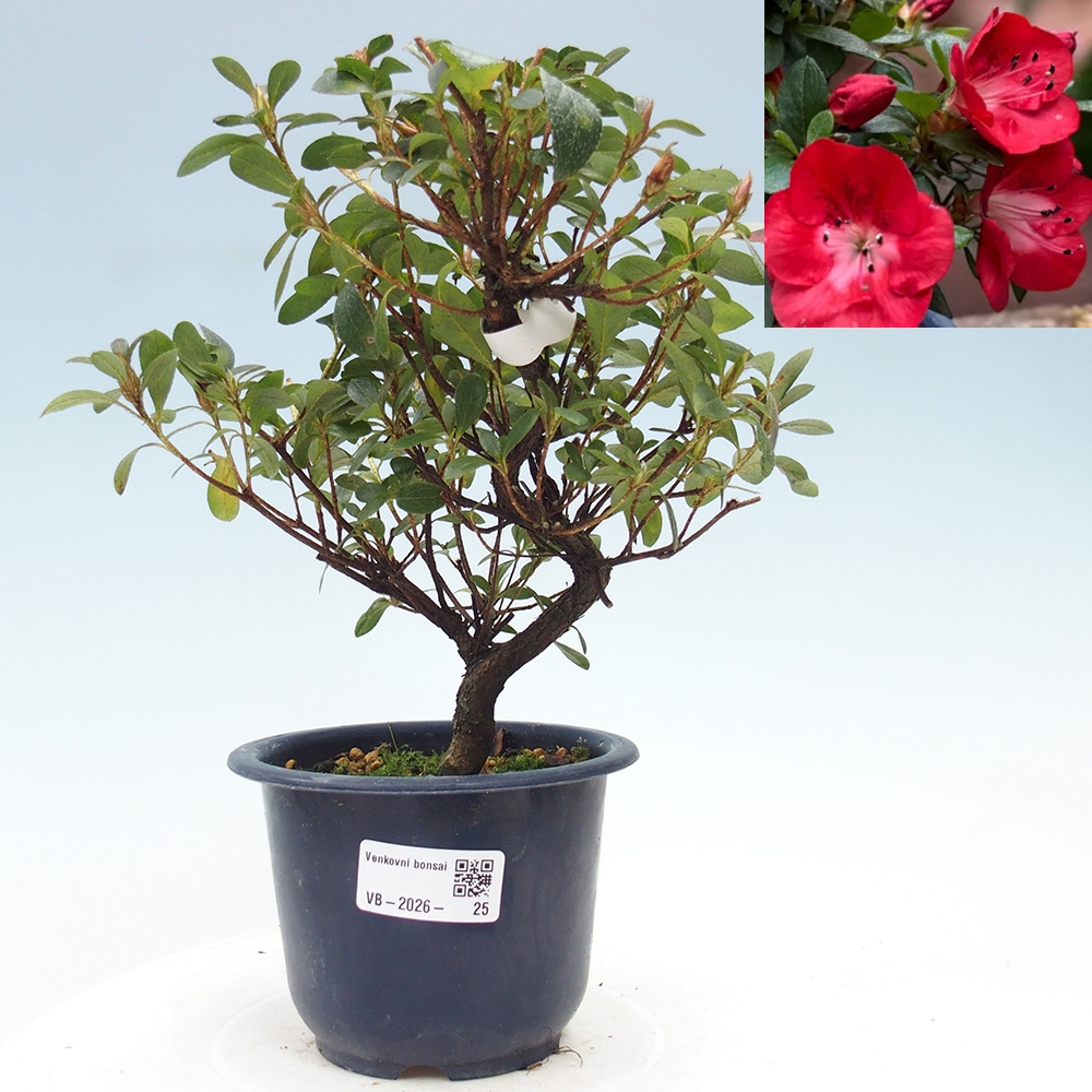 Outdoor bonsai - Japanese Azalea - Azalea Benibeni