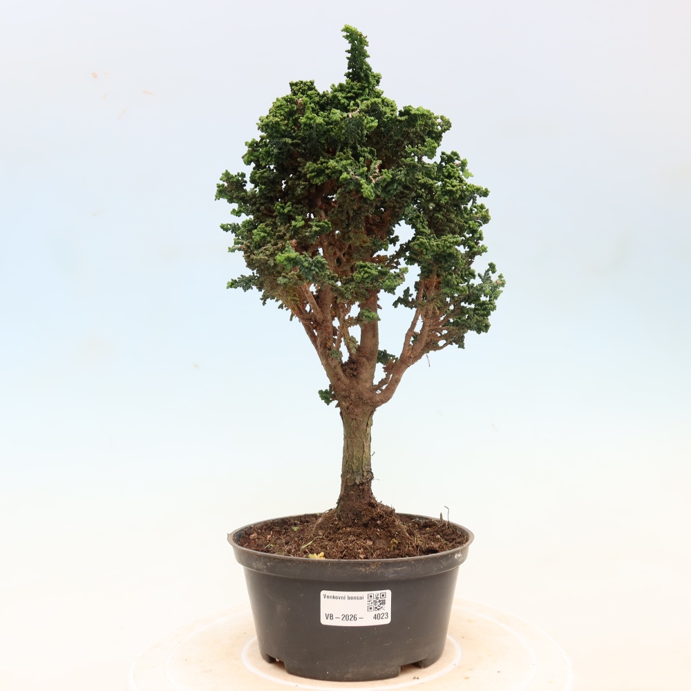 Outdoor bonsai - Cham. obtusa SEKKA HINOKI - Cypress