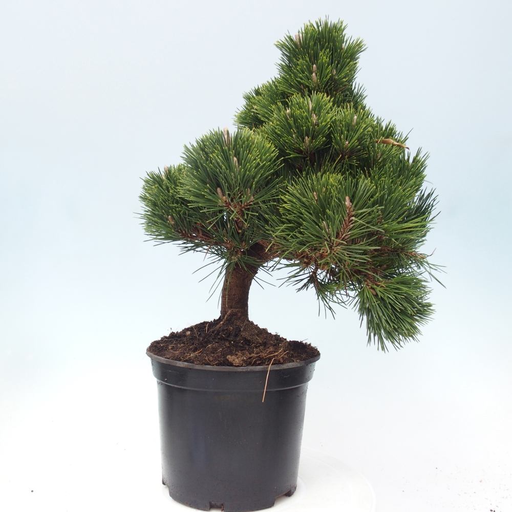 Outdoor bonsai - Pinus thunbergii senjyumaru - Thunberg pine