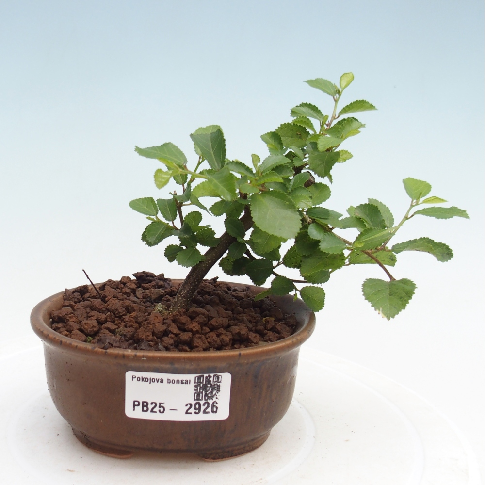 Indoor bonsai - Grewia occidentalis - Lavender star