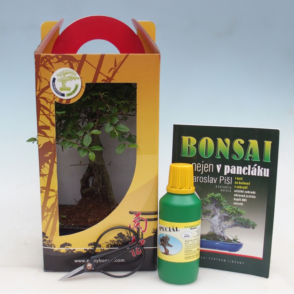 Ulmus parvifolia - Chinese elm