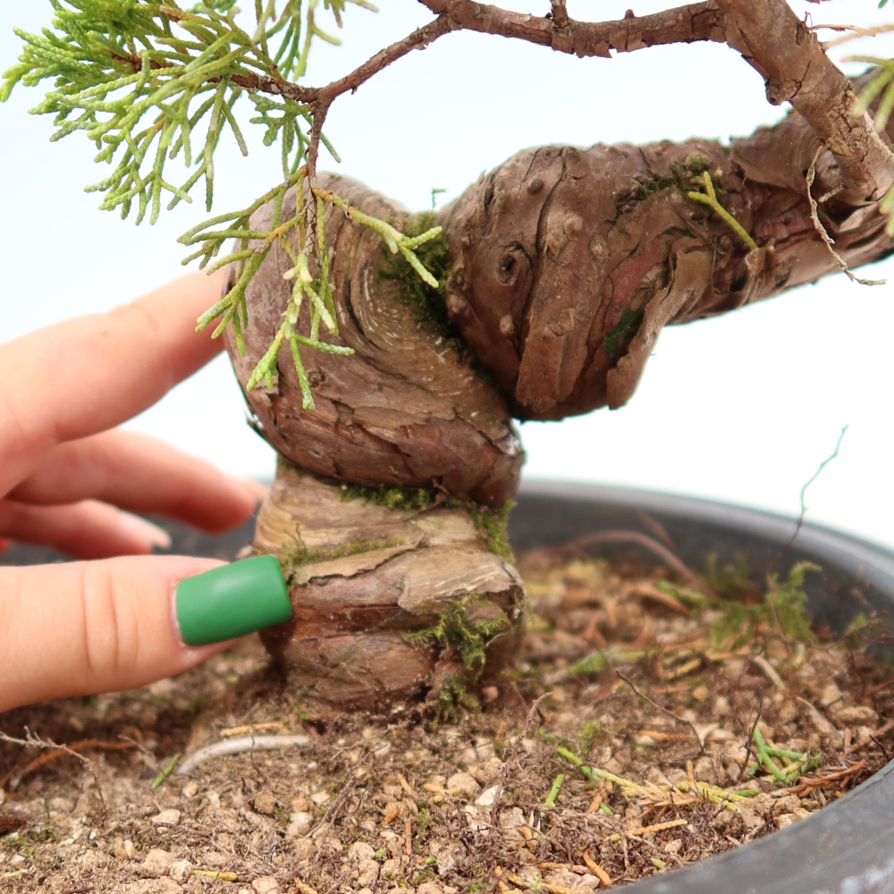 Outdoor Bonsai - Juniperus chinensis Itoigawa - Chinese Juniper