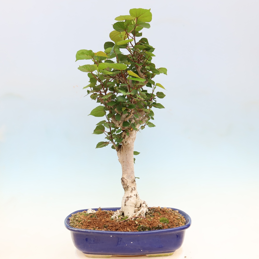 Indoor bonsai - Hibiscus tiliaceus - Sea Hibiscus