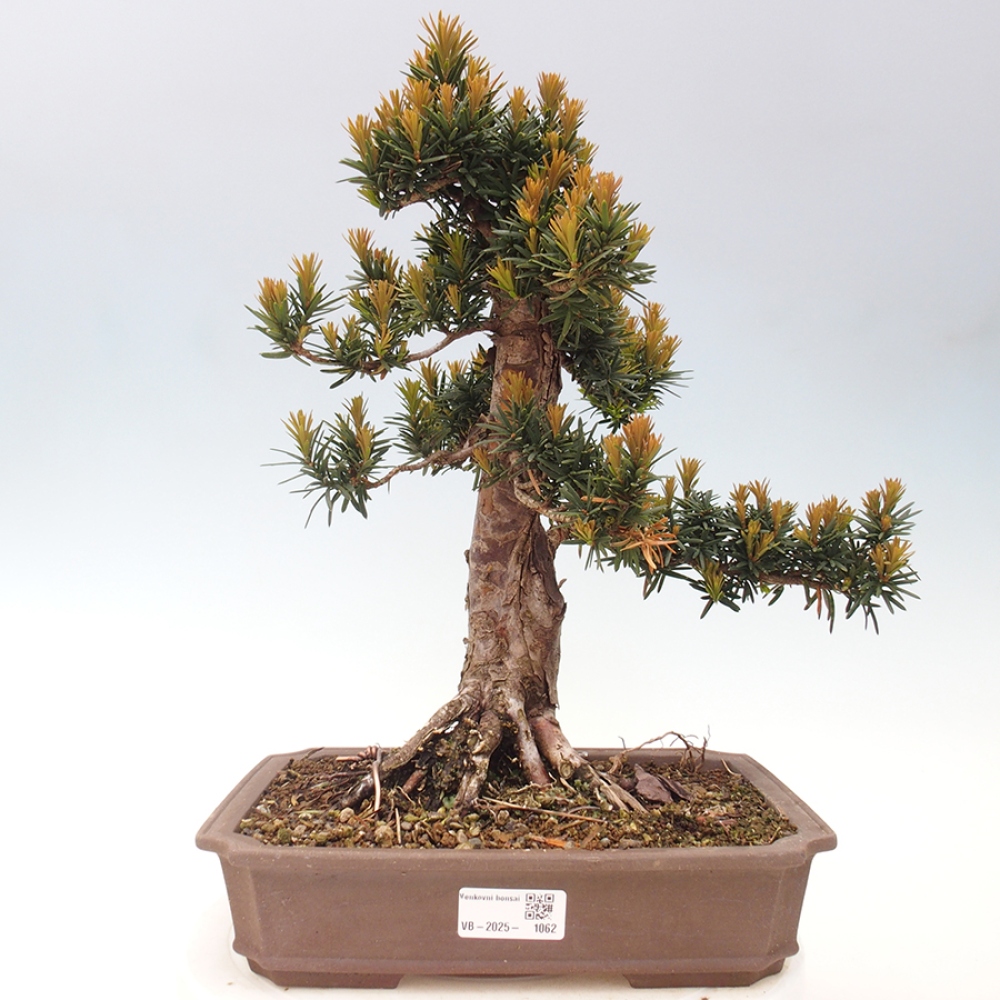 Outdoor bonsai - Taxus cuspidata - Japanese yew