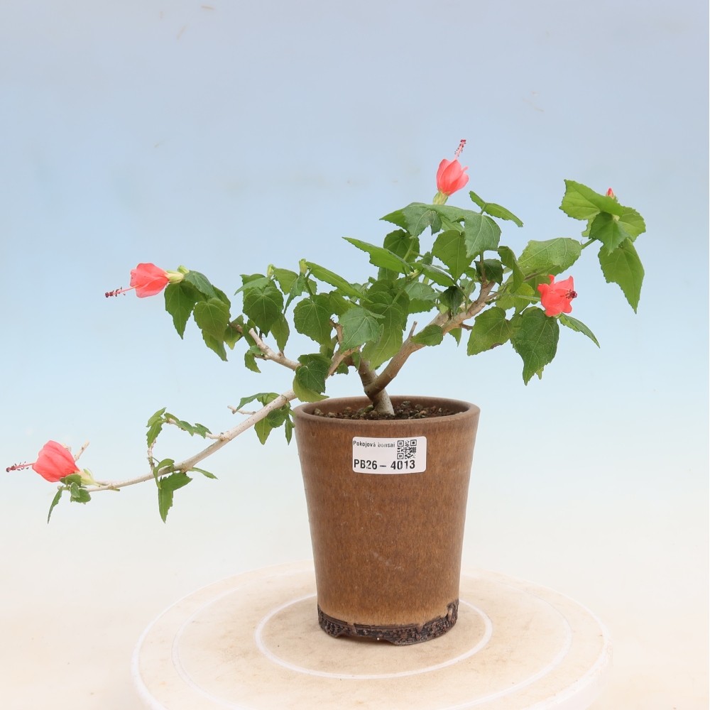 Indoor bonsai - Malvaviscus arboreus