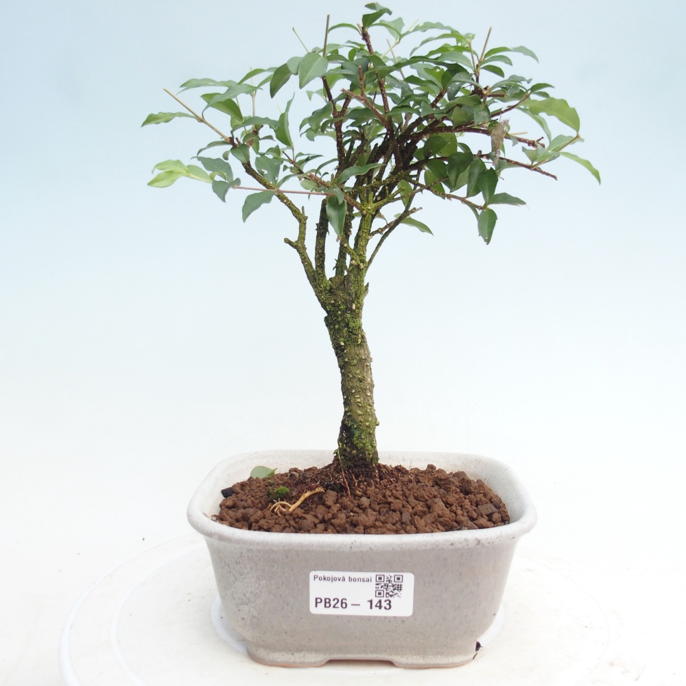 Room bonsai - Malpighia coccigera- Barbdorian cherry