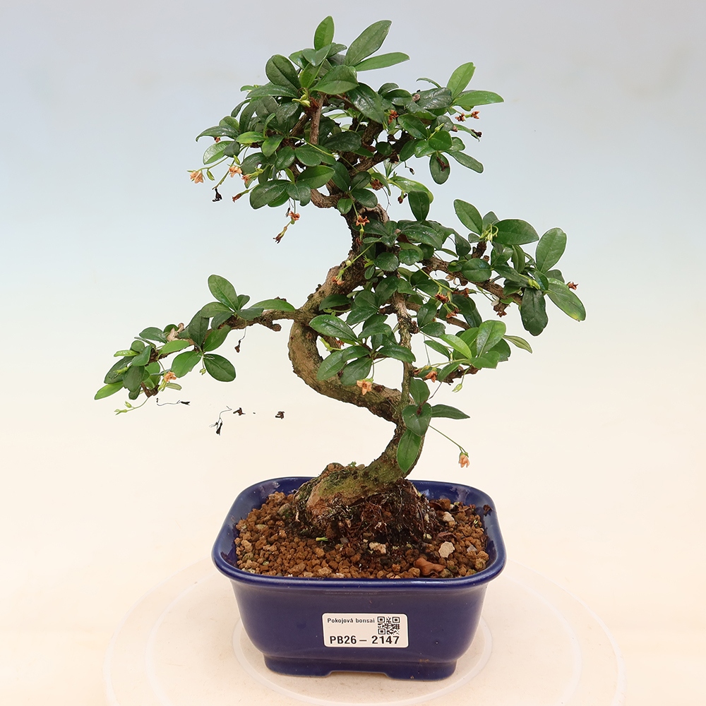 Room bonsai - Carmona macrophylla - Tea fuki