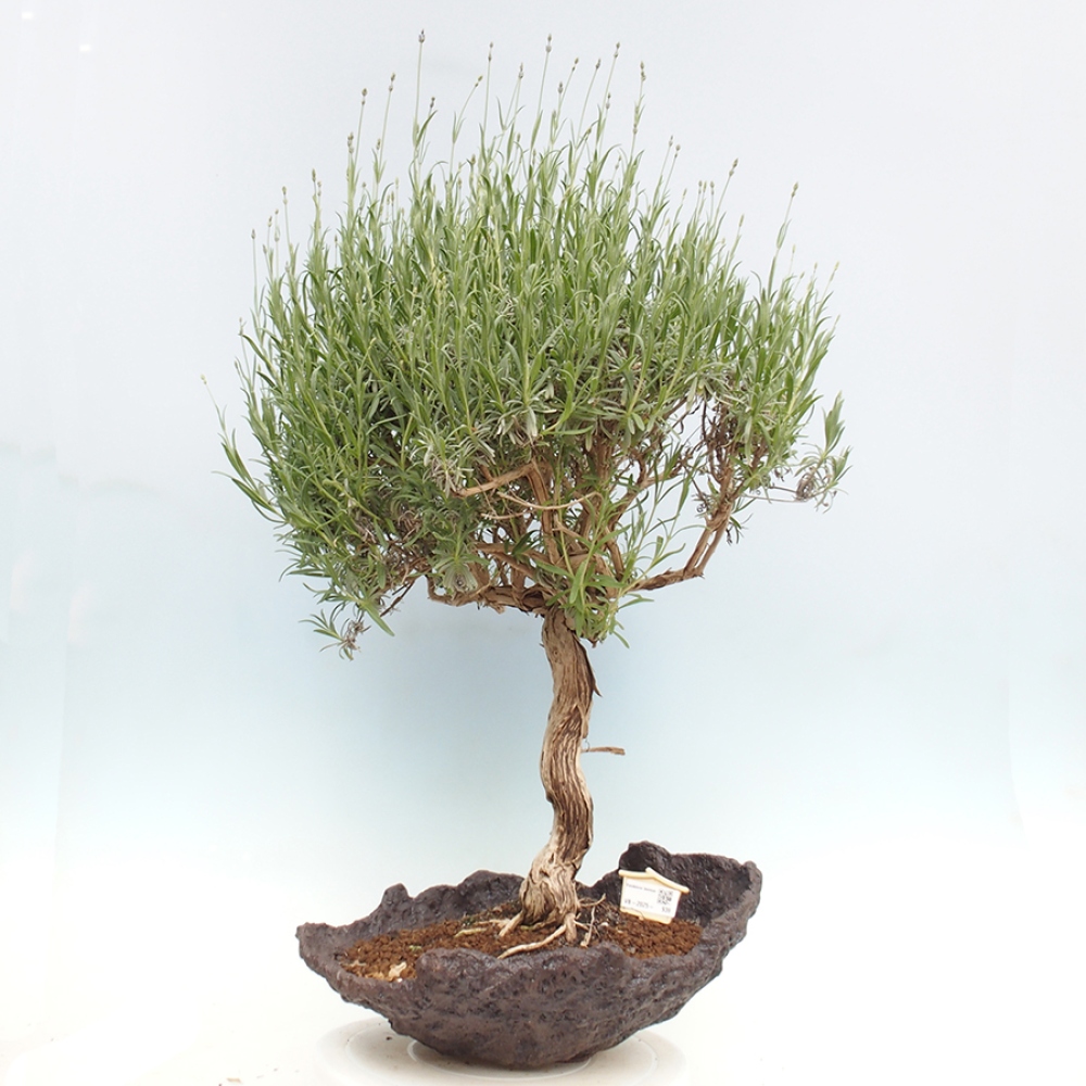 Outdoor bonsai -  - Lavandula - Lavender