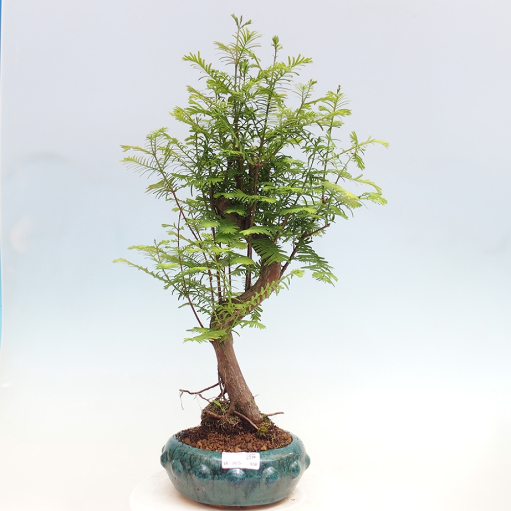 Outdoor bonsai - Metasequoia glyptostroboides - Chinese Metasequoia