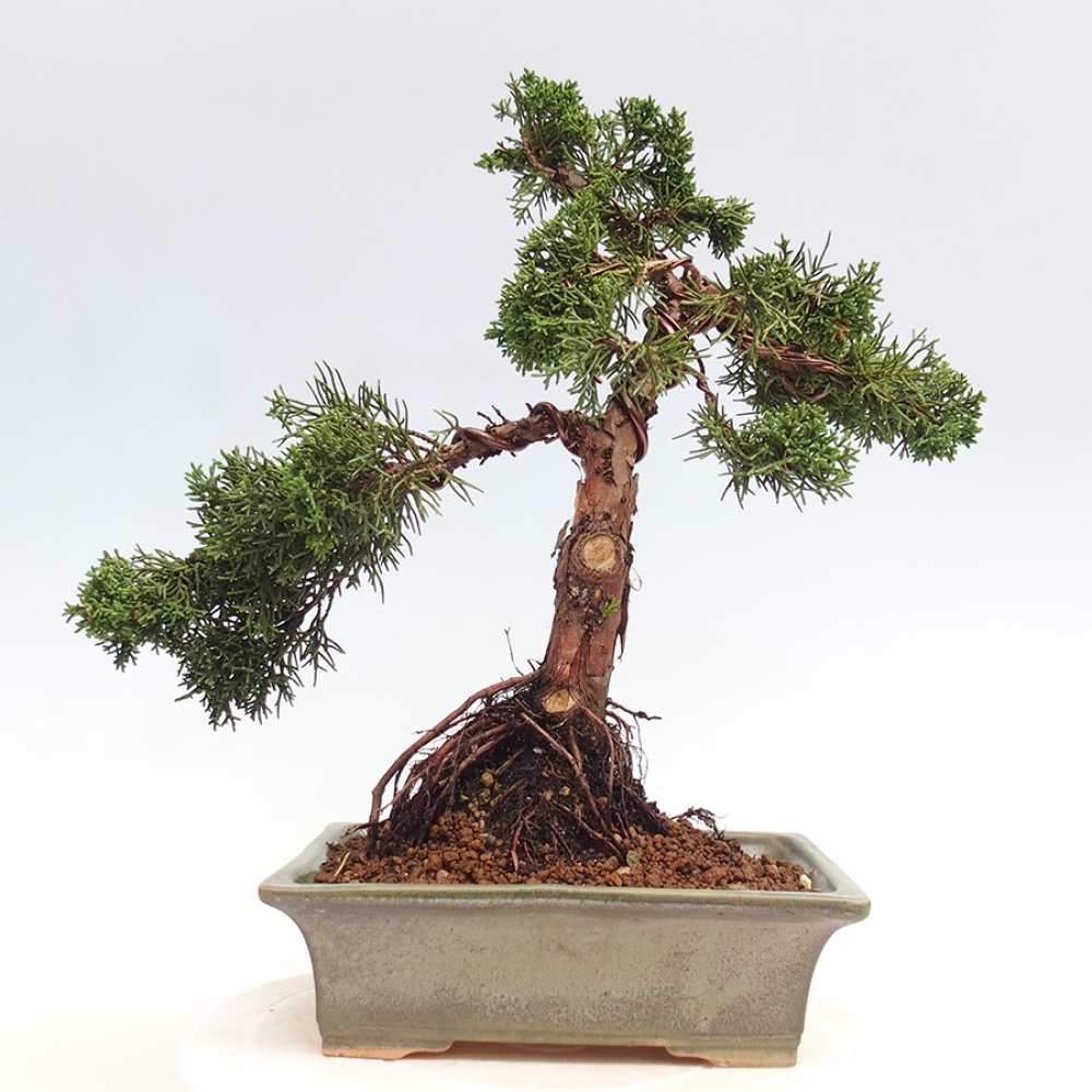 Outdoor bonsai - Juniperus chinensis Kishu - Chinese juniper