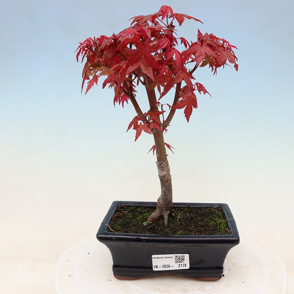 Outdoor bonsai - Acer palmatum DESHOJO