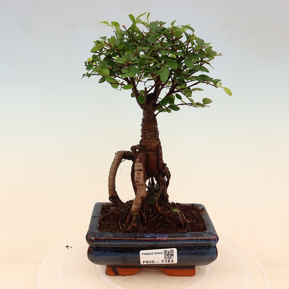 Room bonsai - Ulmus parvifolia - Small-leaved elm