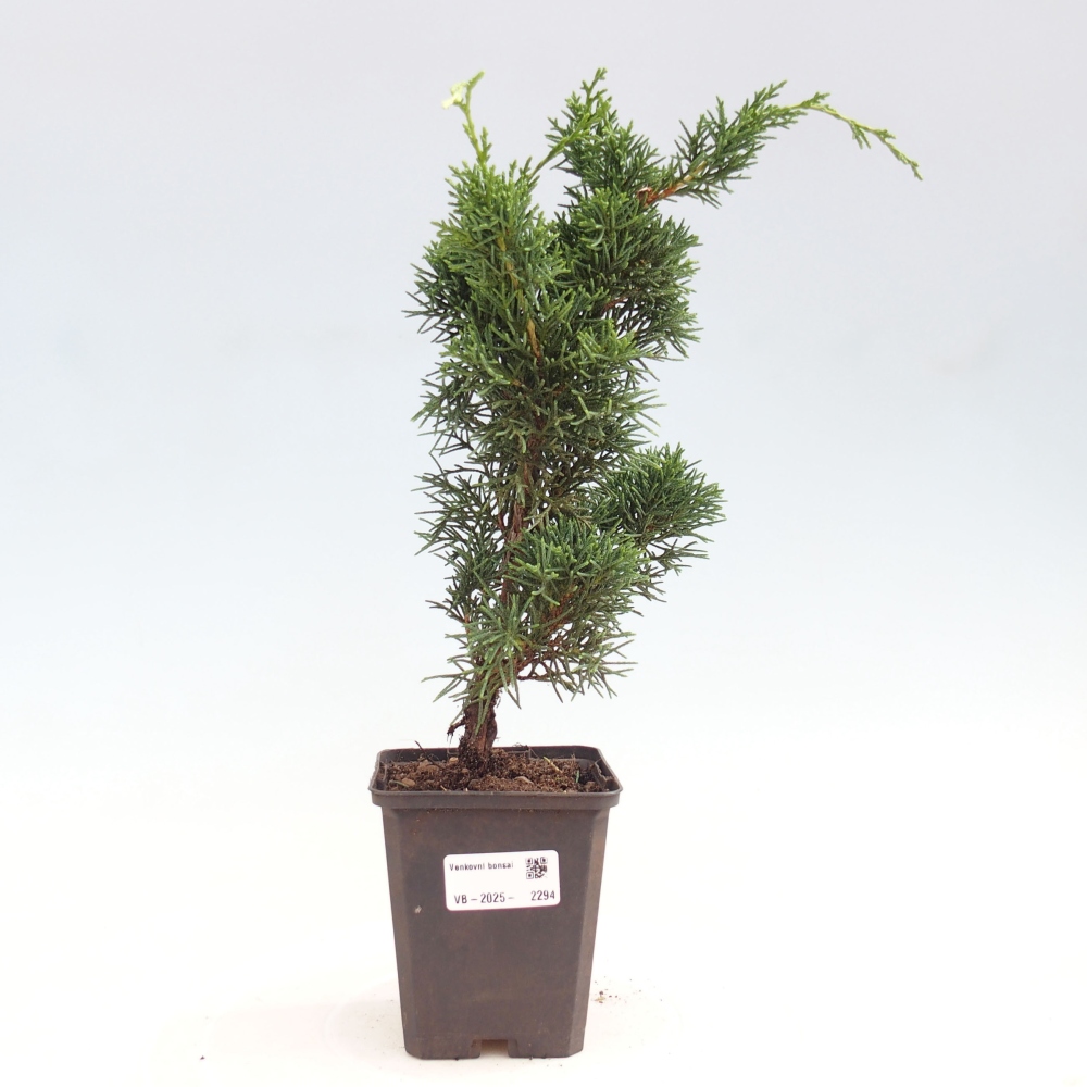 Outdoor bonsai - Juniperus chinensis Kishu - Chinese juniper
