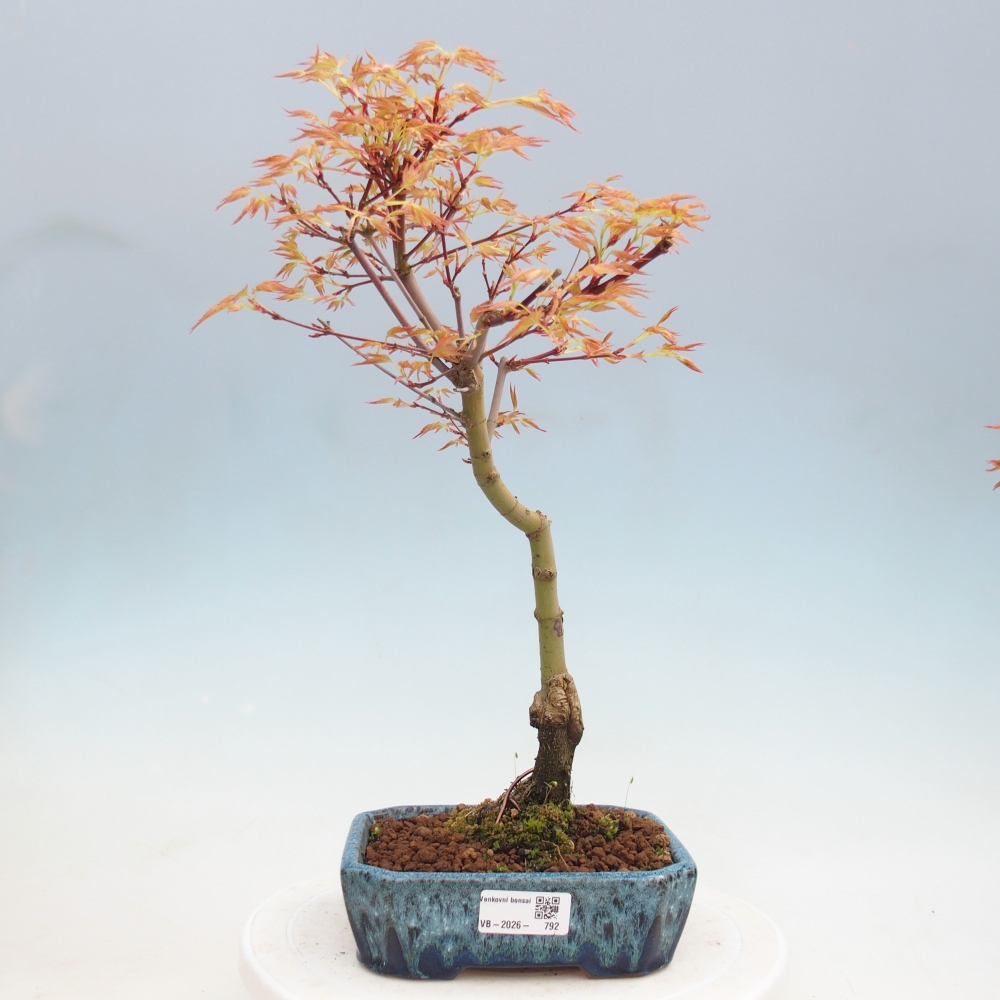 Norway maple - Acer palmatum Beni Tsukasa