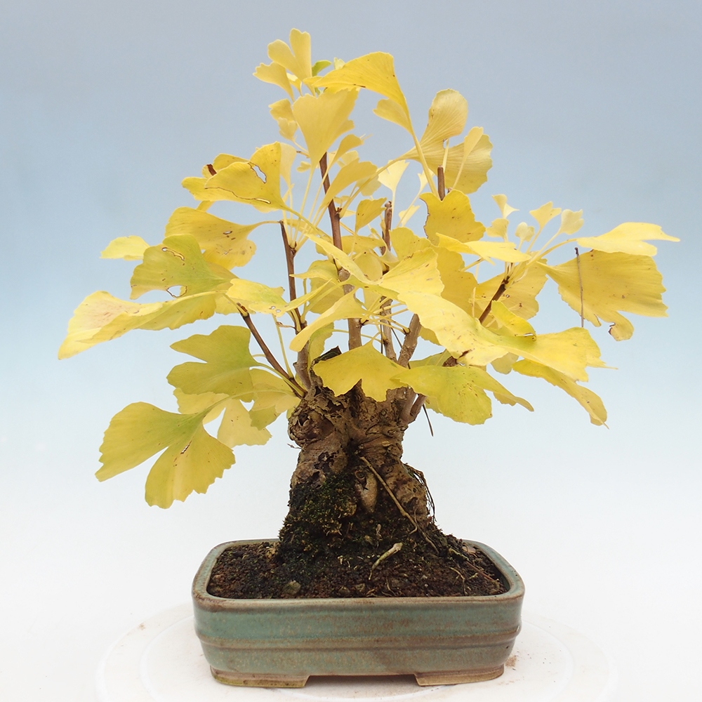 Outdoor bonsai - Ginkgo biloba