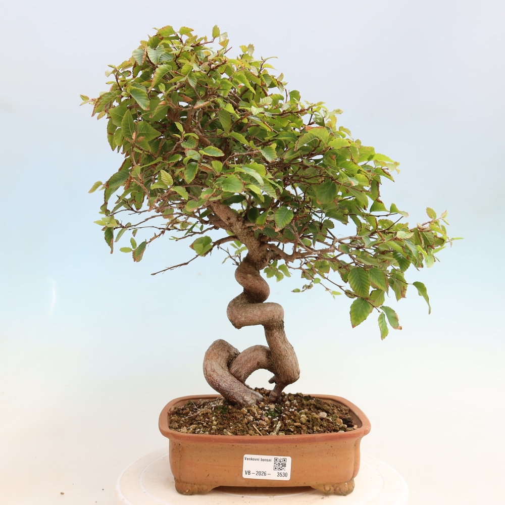Outdoor bonsai -Carpinus CARPINOIDES - Korean Hornbeam