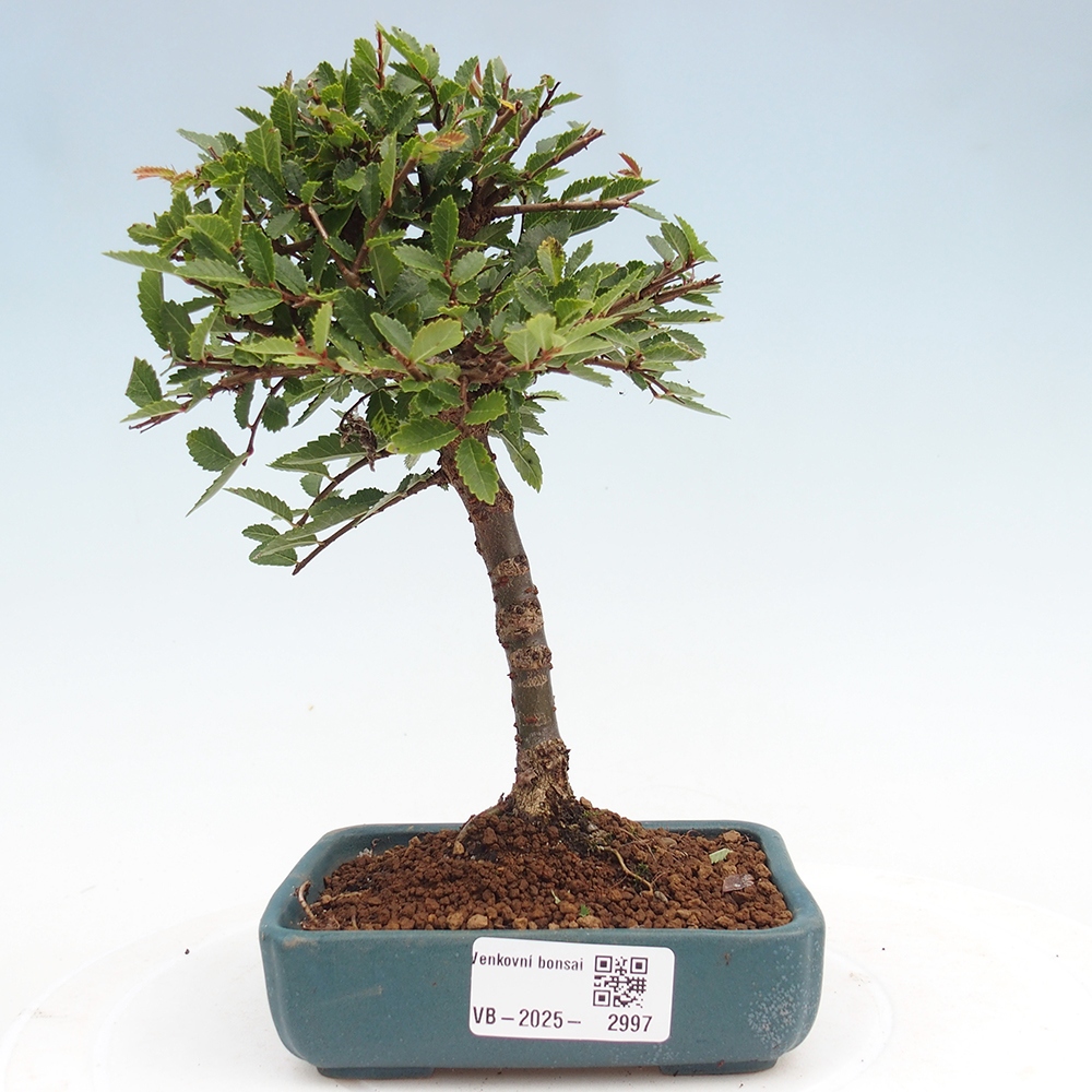 Outdoor bonsai - Ulmus parvifolia Sagei - Small-leaved elm