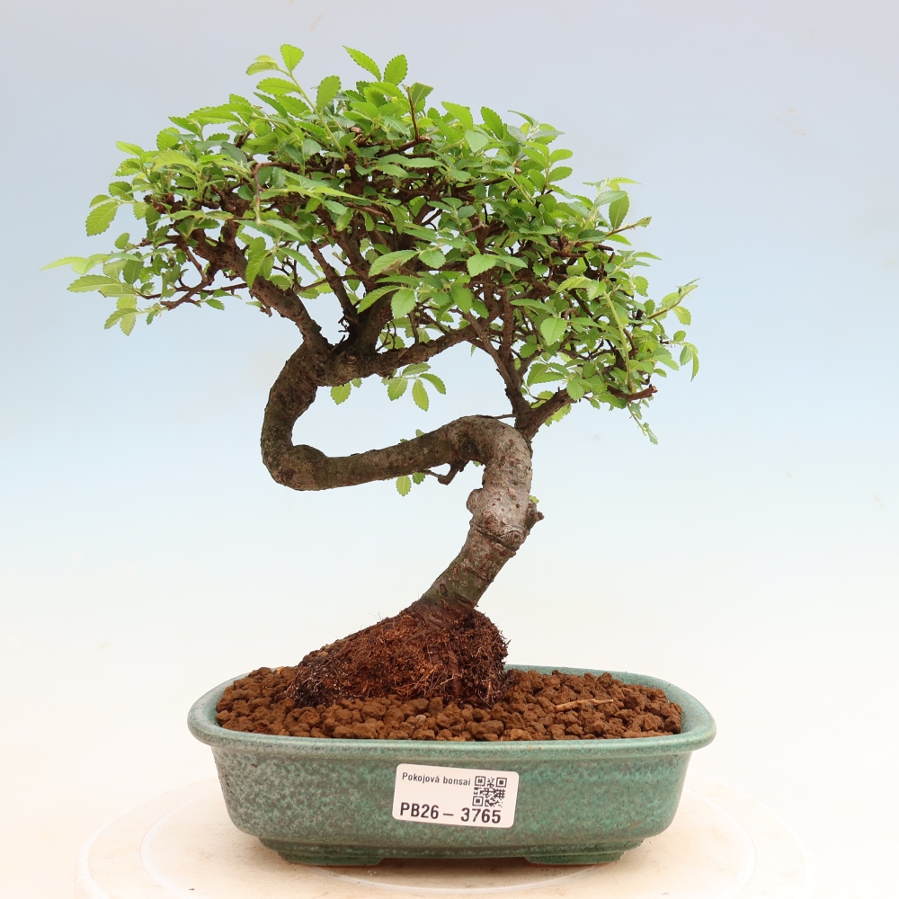 Room bonsai - Ulmus parvifolia - Small-leaved elm