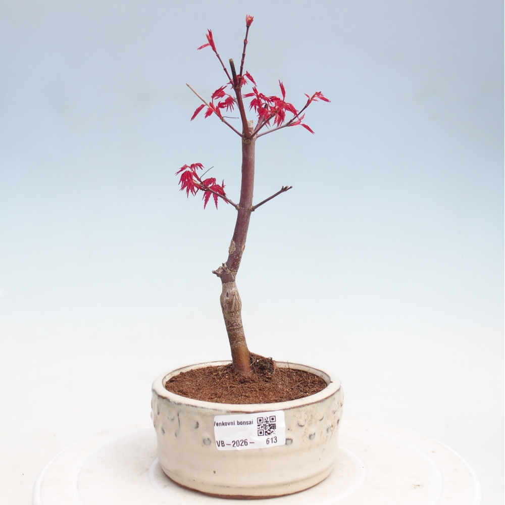Outdoor bonsai - Acer palmatum DESHOJO