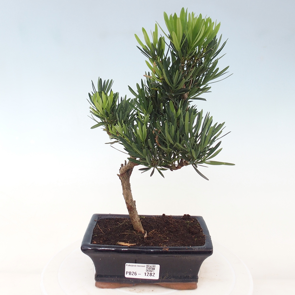 Room bonsai - Podocarpus - Stone Yew