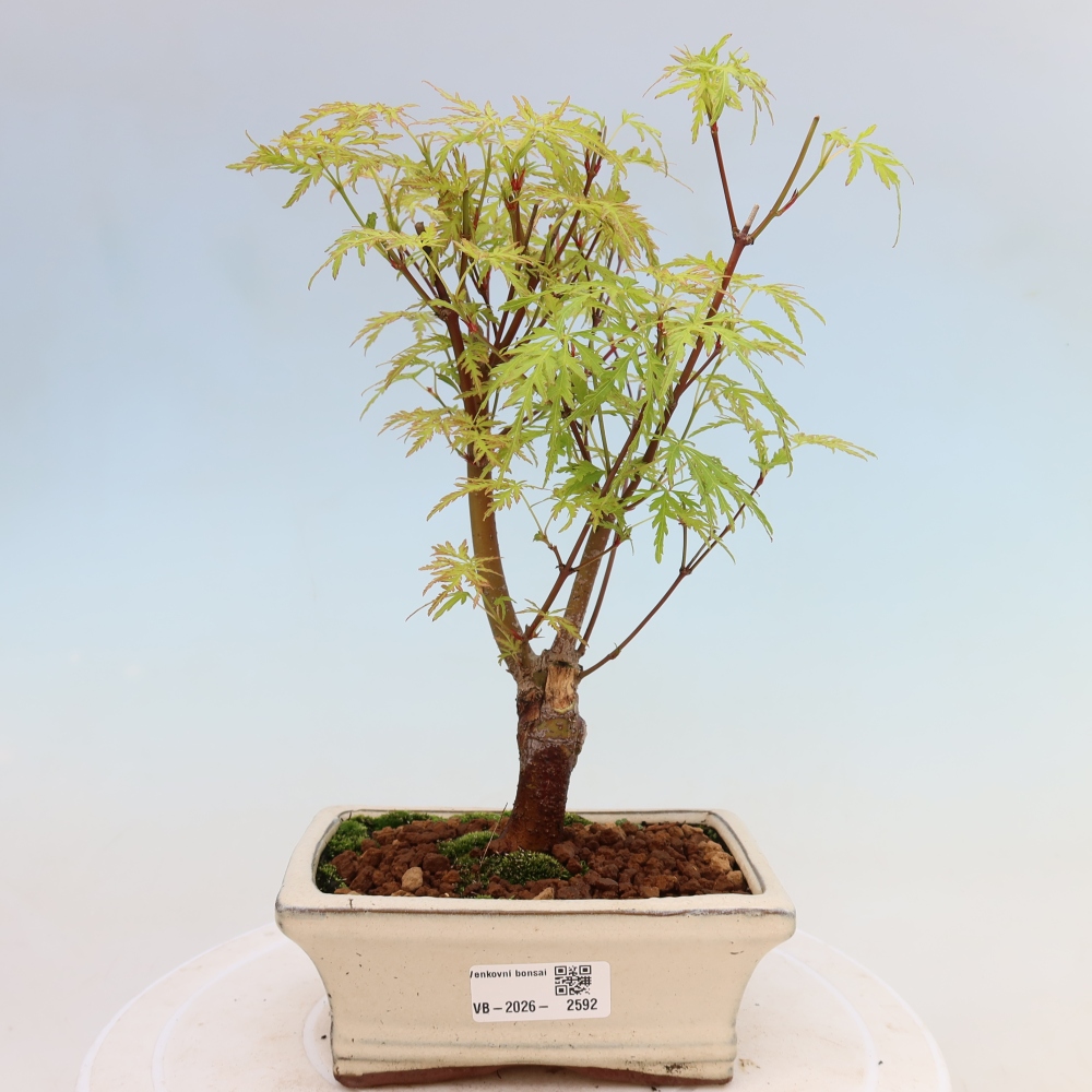 Outdoor Bonsai - Acer palmatum Dissectum - Japanese Maple 