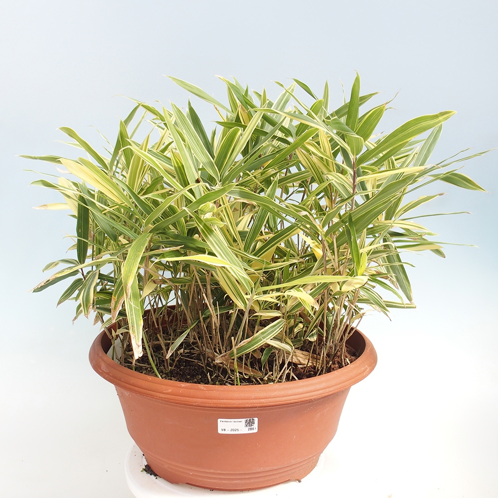 Outdoor bonsai - Sasaella masamuneana Albostriata - Bamboo