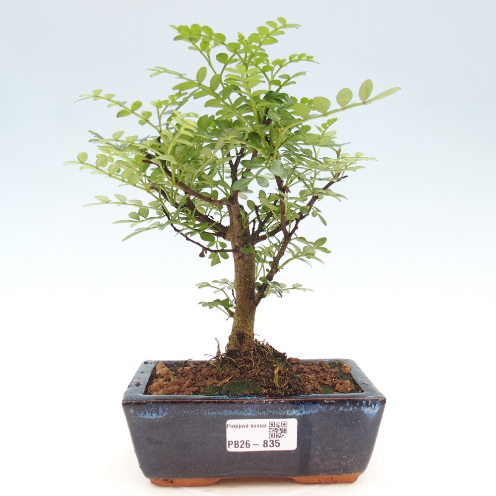 Room bonsai - Zantoxylum piperitum - pepper tree