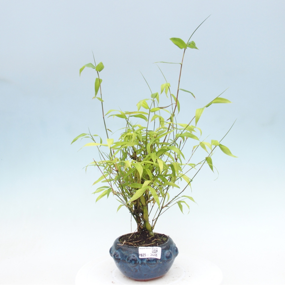 Room bonsai - Bamboo budha-Bamboo budha belly