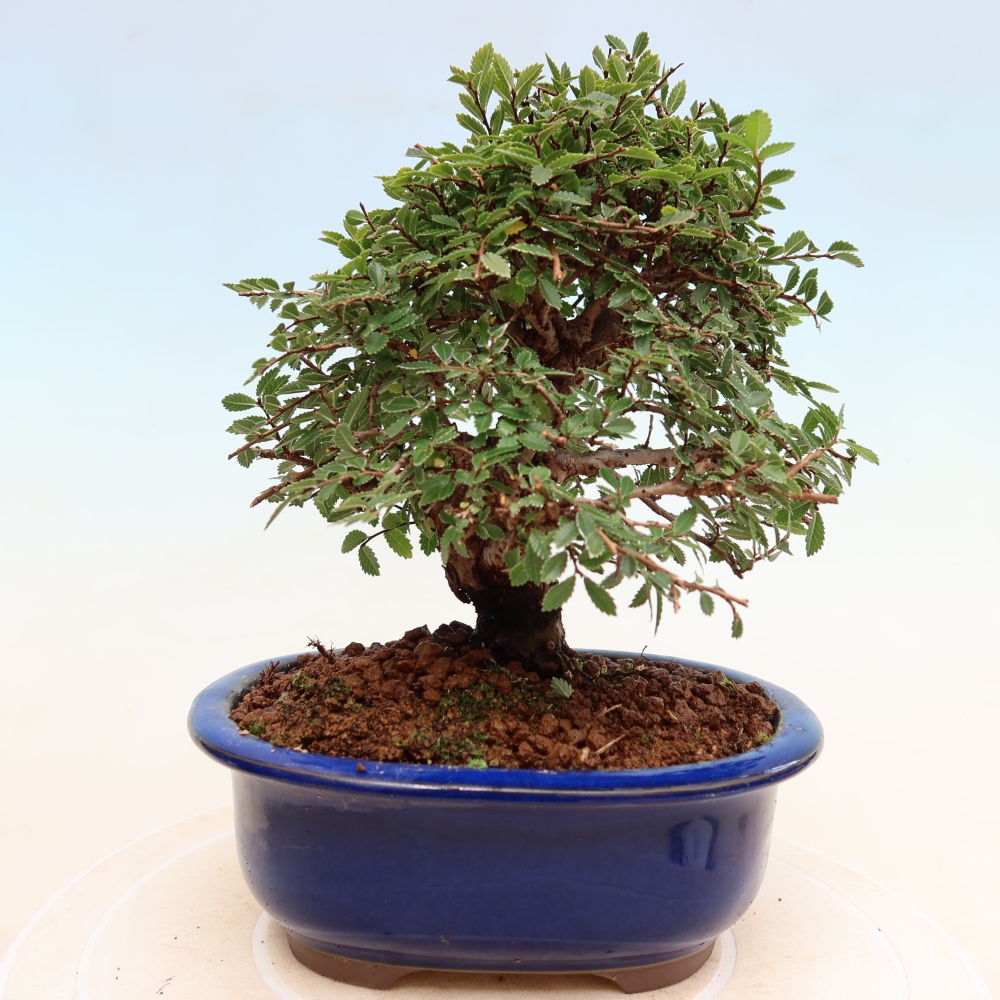 Outdoor bonsai - Zelkova - Zelkova NIRE