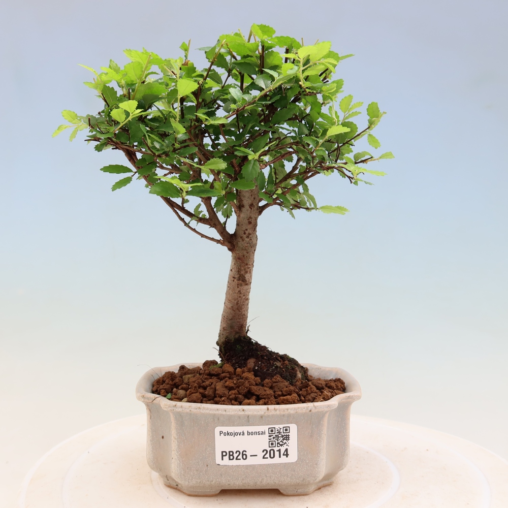 Room bonsai - Ulmus parvifolia - Small-leaved elm