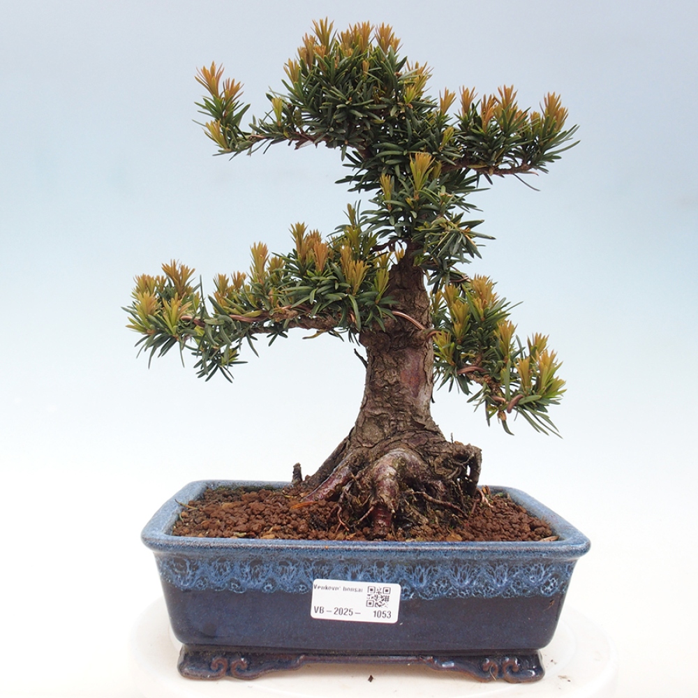 Outdoor bonsai - Taxus cuspidata - Japanese yew