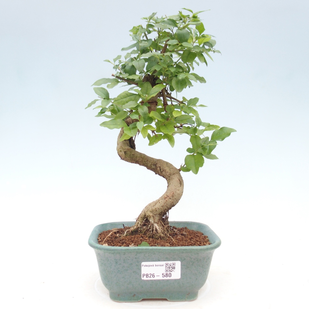 Room bonsai -Ligustrum chinensis - Birds Beak